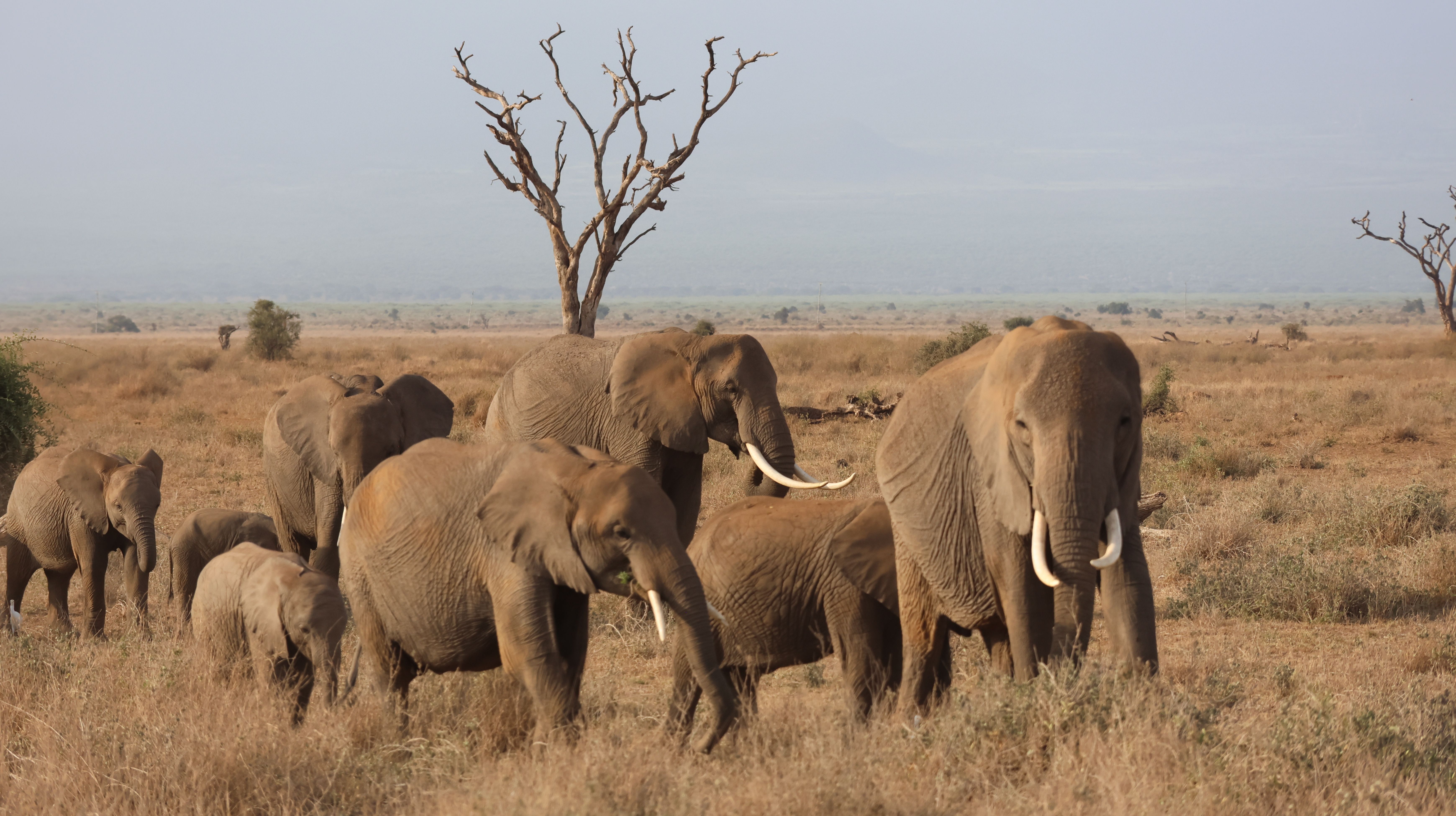 3 Days Tsavo Explorer